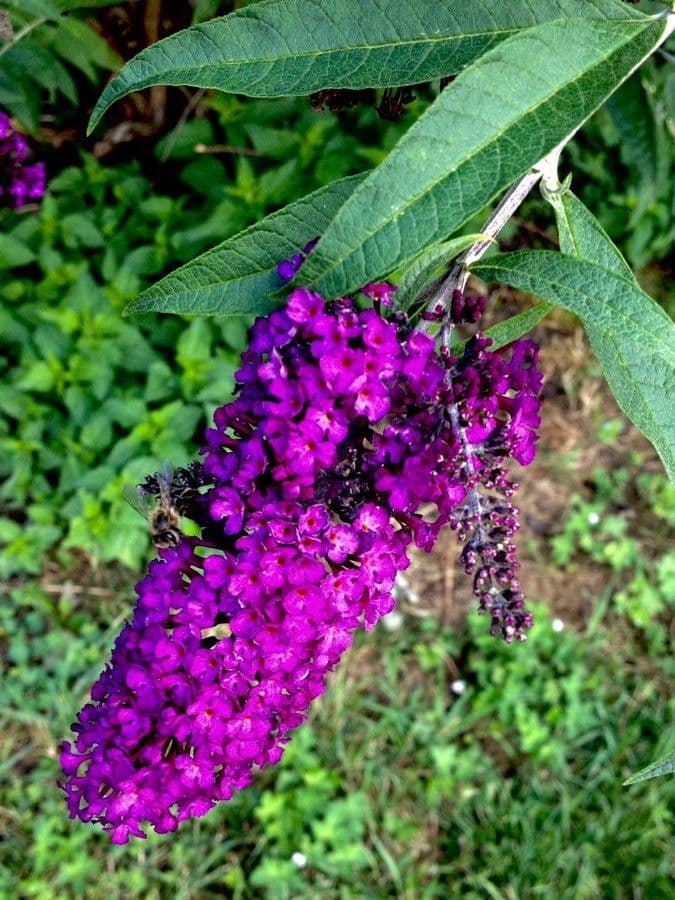 Buddleja di David 8
