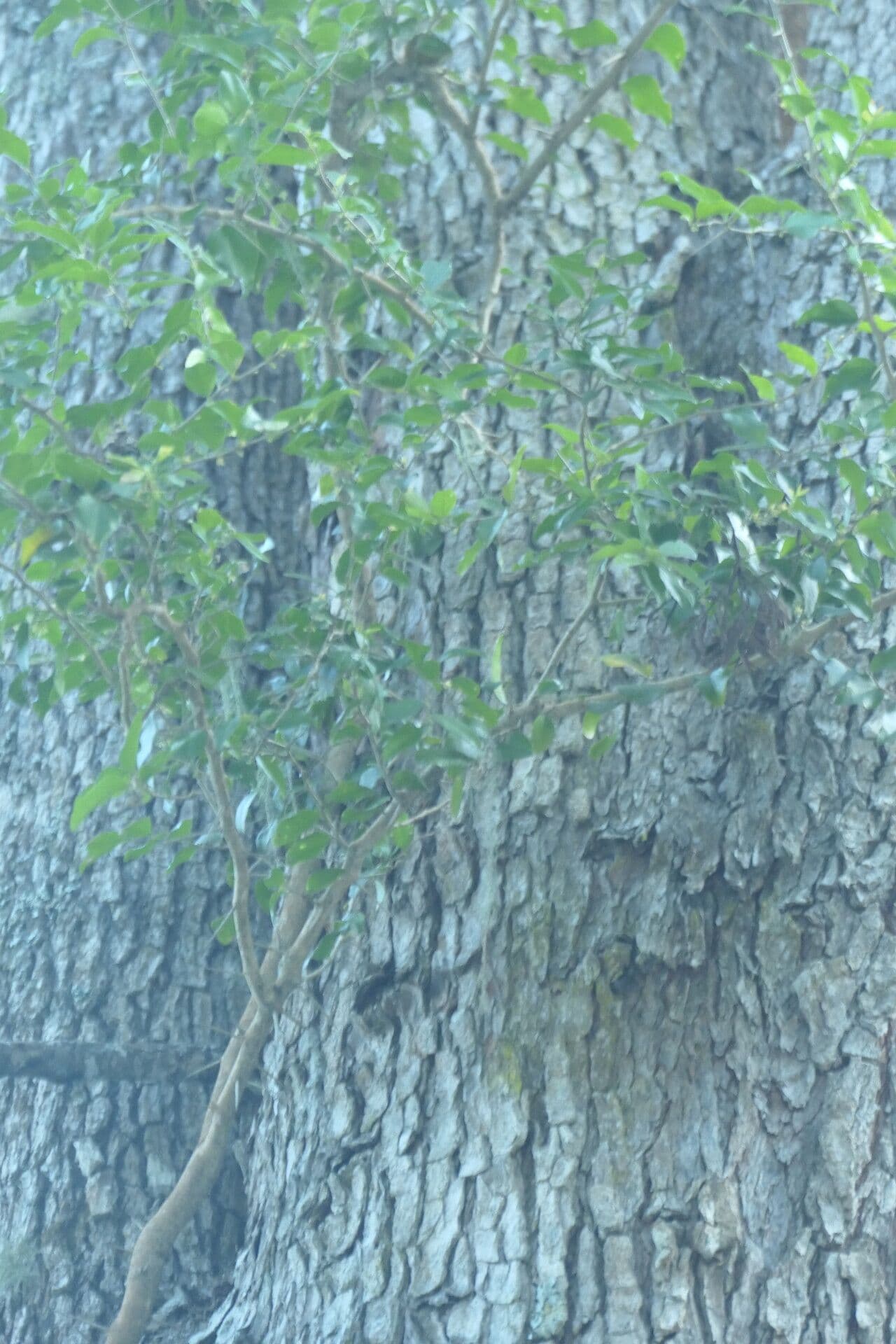 Olinia ventosa 5