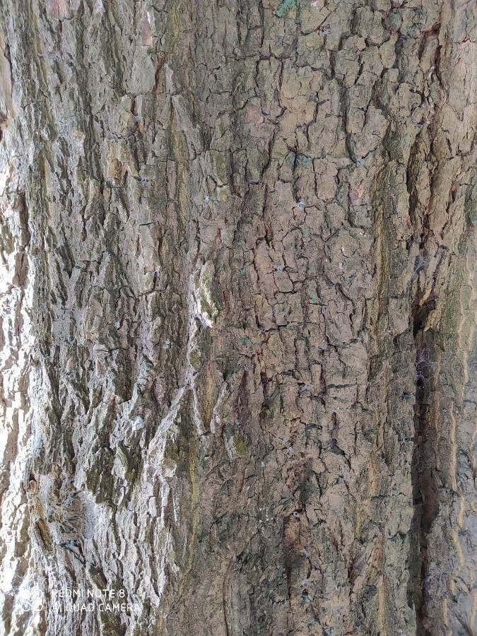 Sichellöffelbaum 11