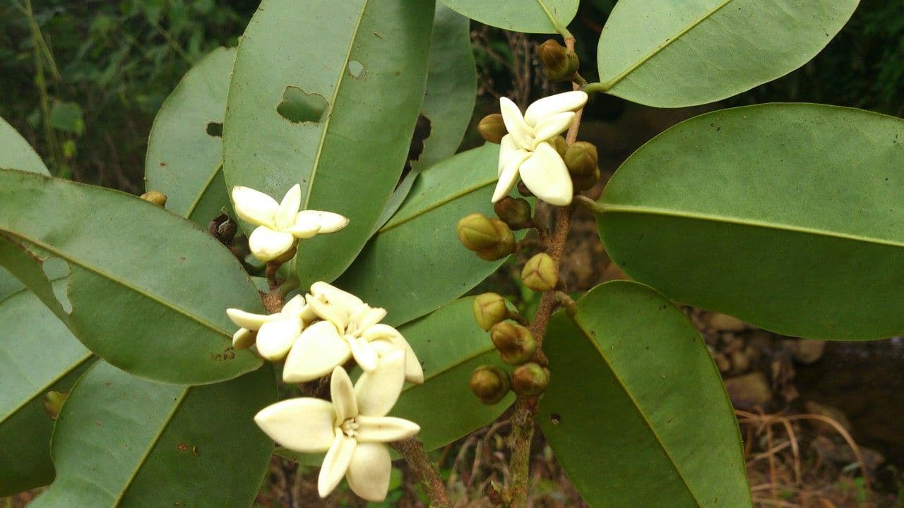 Xylopia 4