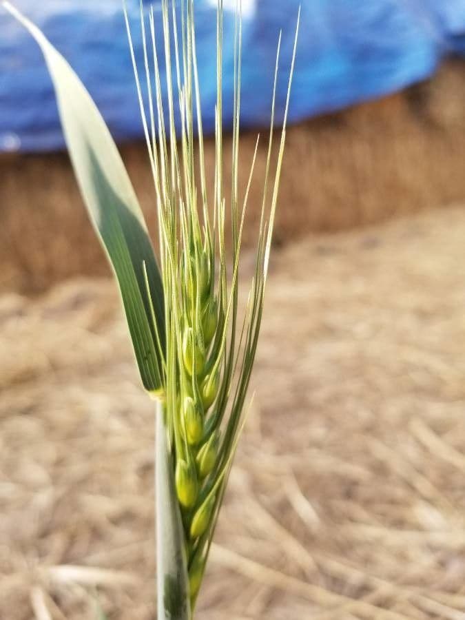 Elymus glaucus 2