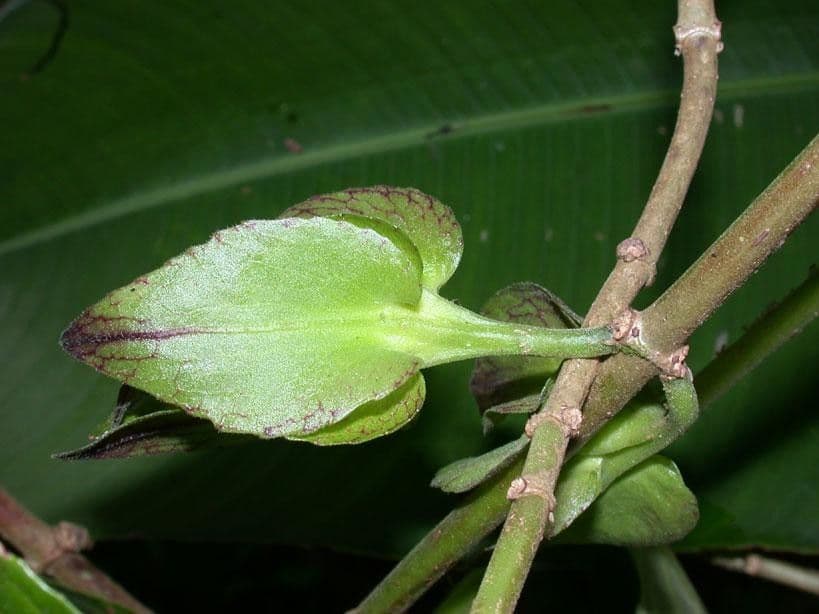 Drymonia seghettata 3