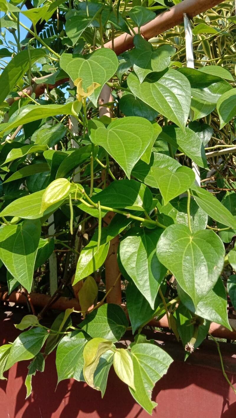 Kajep pepper 4
