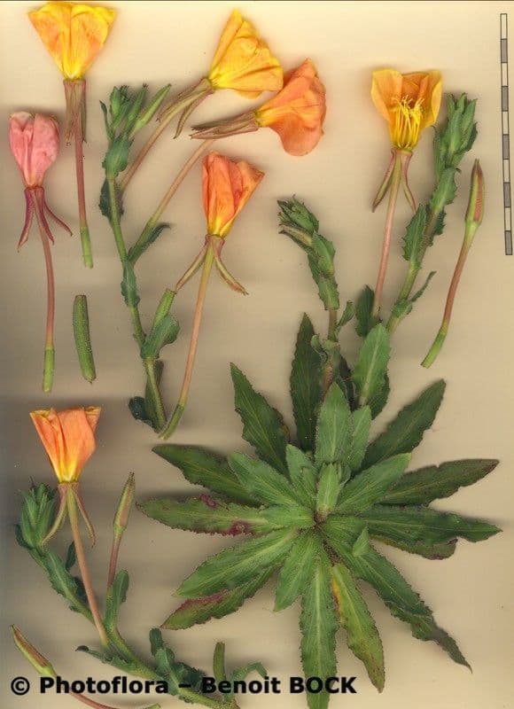 Enagra 21
