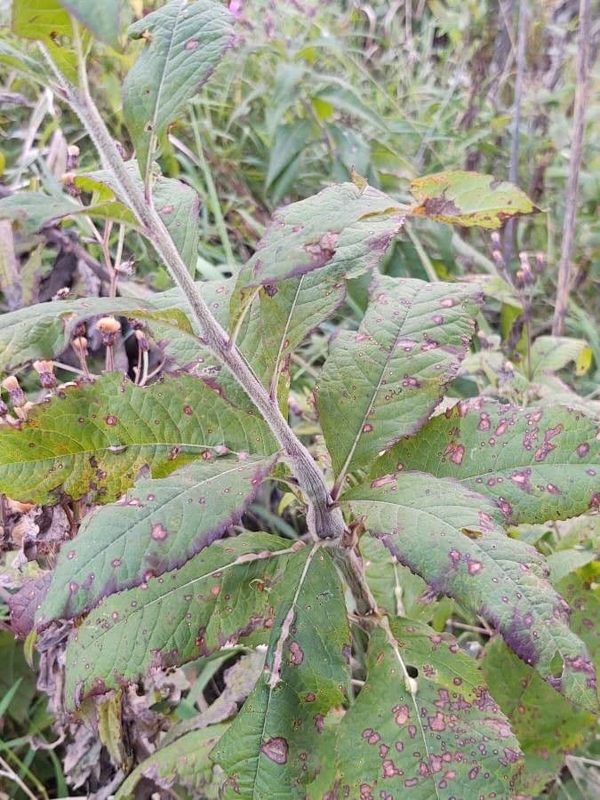 Vernonia 8