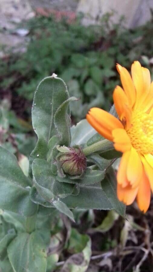 Calendula 29