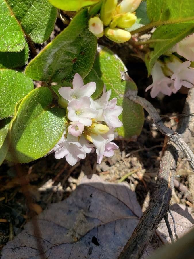 Epigaea repens 6