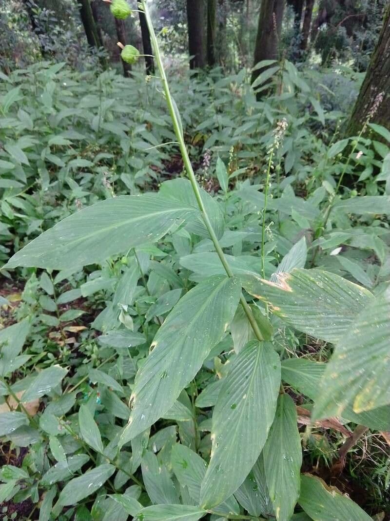 Globba racemosa 9