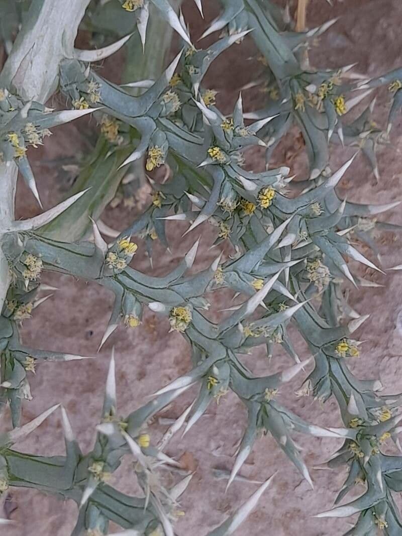 Cornulaca 5