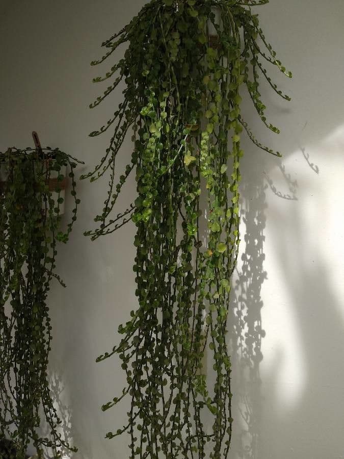 Peperomia 13
