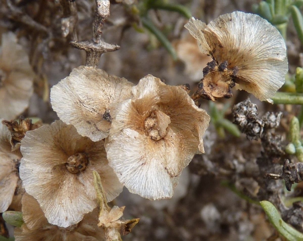 Salsola oppositifolia 5
