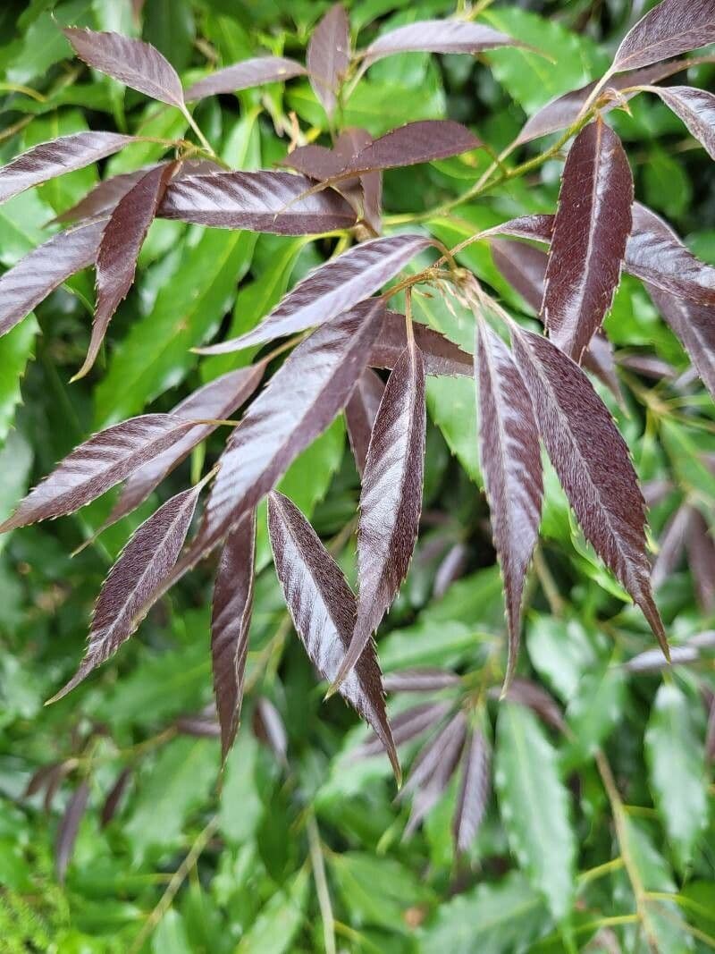 Quercia 3