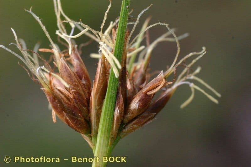 Rincoespora parda 2