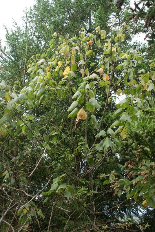 Dombeya 7