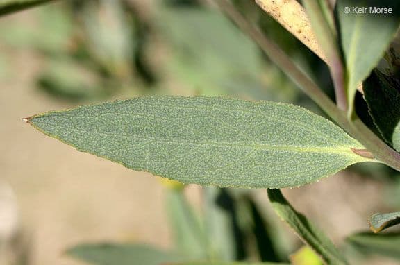 Dendromecon rigida 15