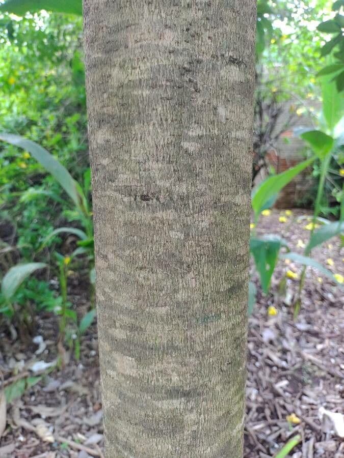 Cordia di Glaziov 11