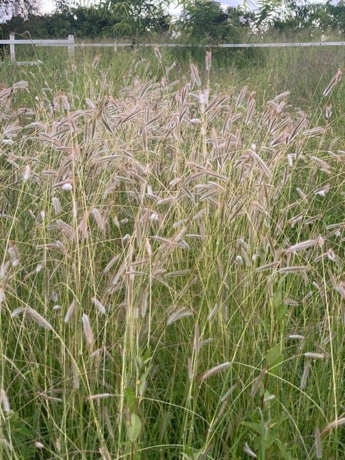 Dichanthium sericeo 2