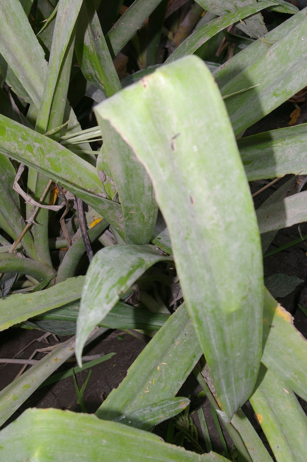 Crinum 2