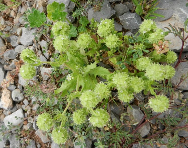 Valerianella coronata 12