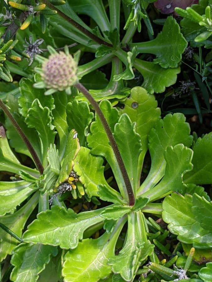 Vedovina lucida 19