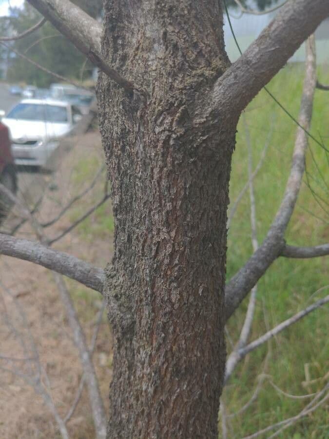Casuarina equisetifolia 24