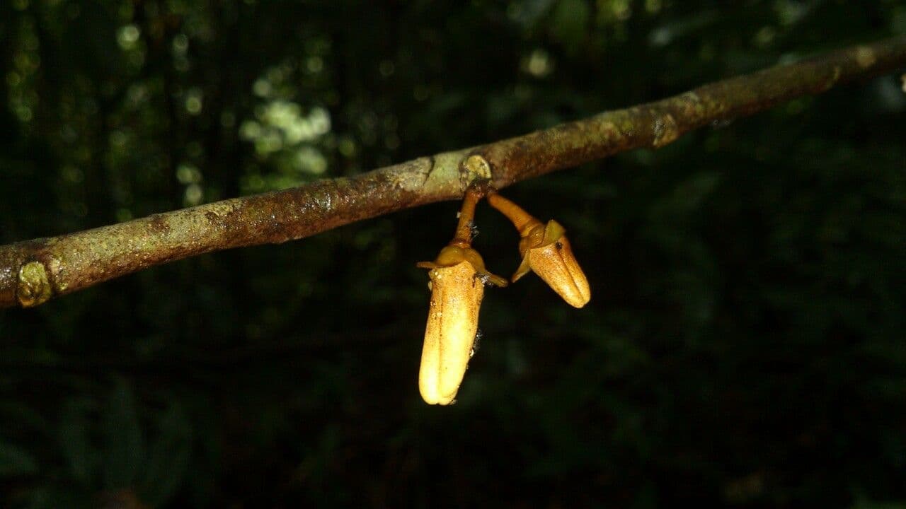 Dickblättrige Anaxagorea 3