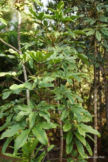 Mnich 10