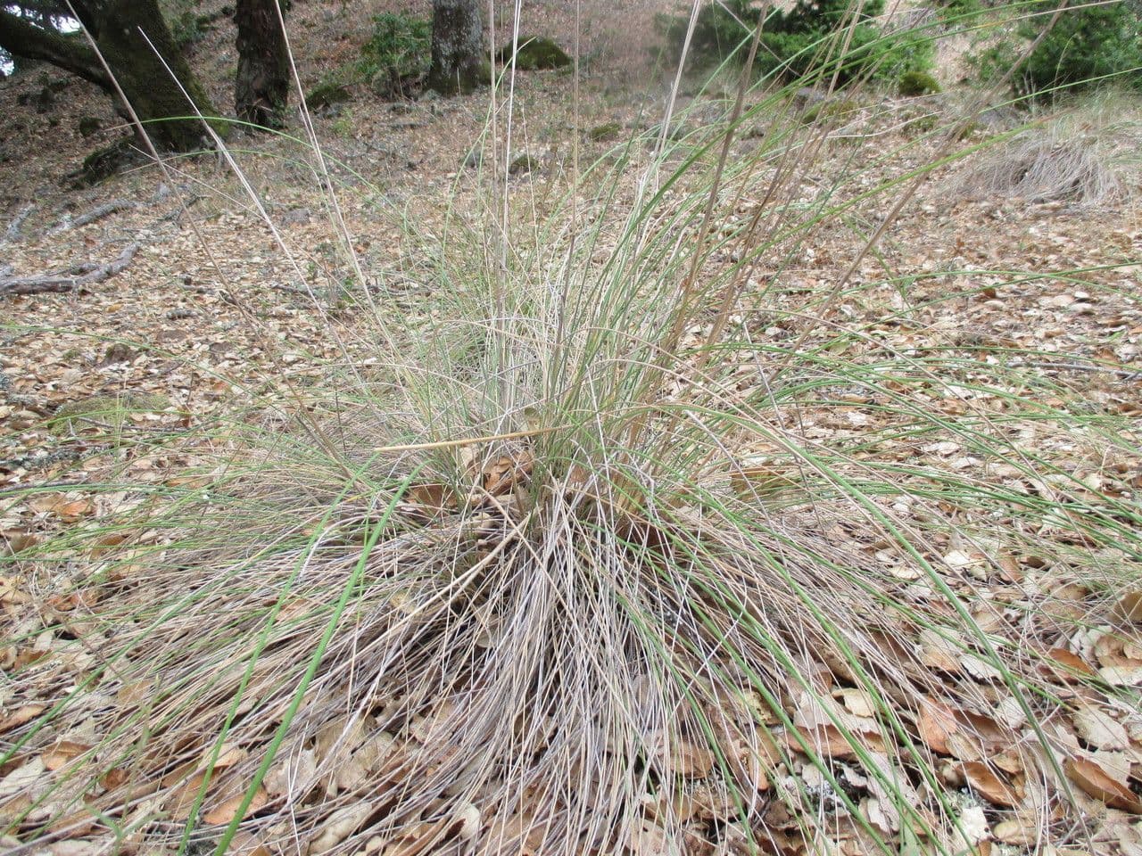 Festuca 6