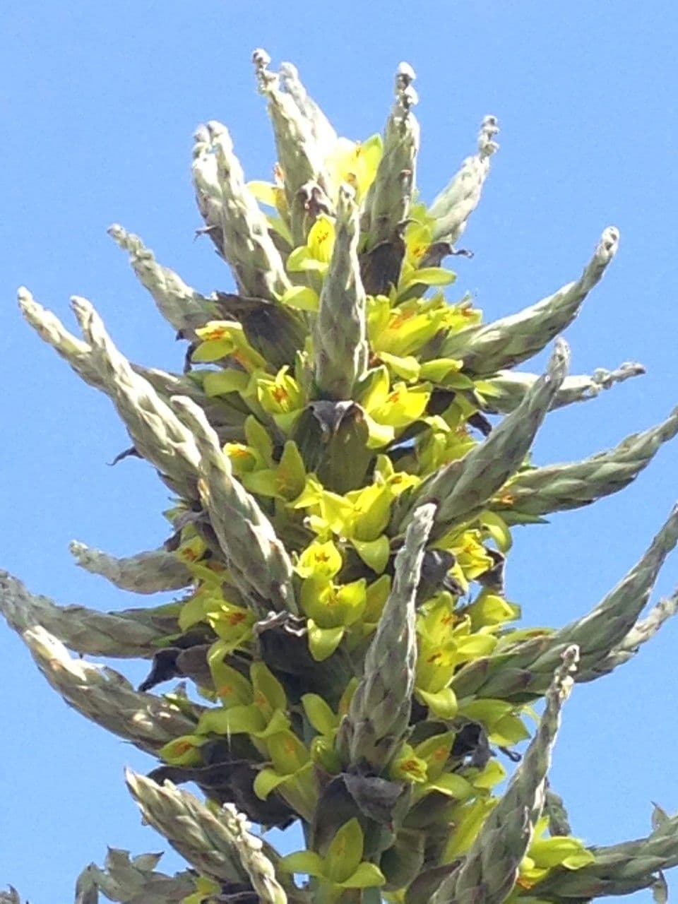 Puya 22
