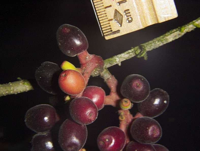 Sorocea 4