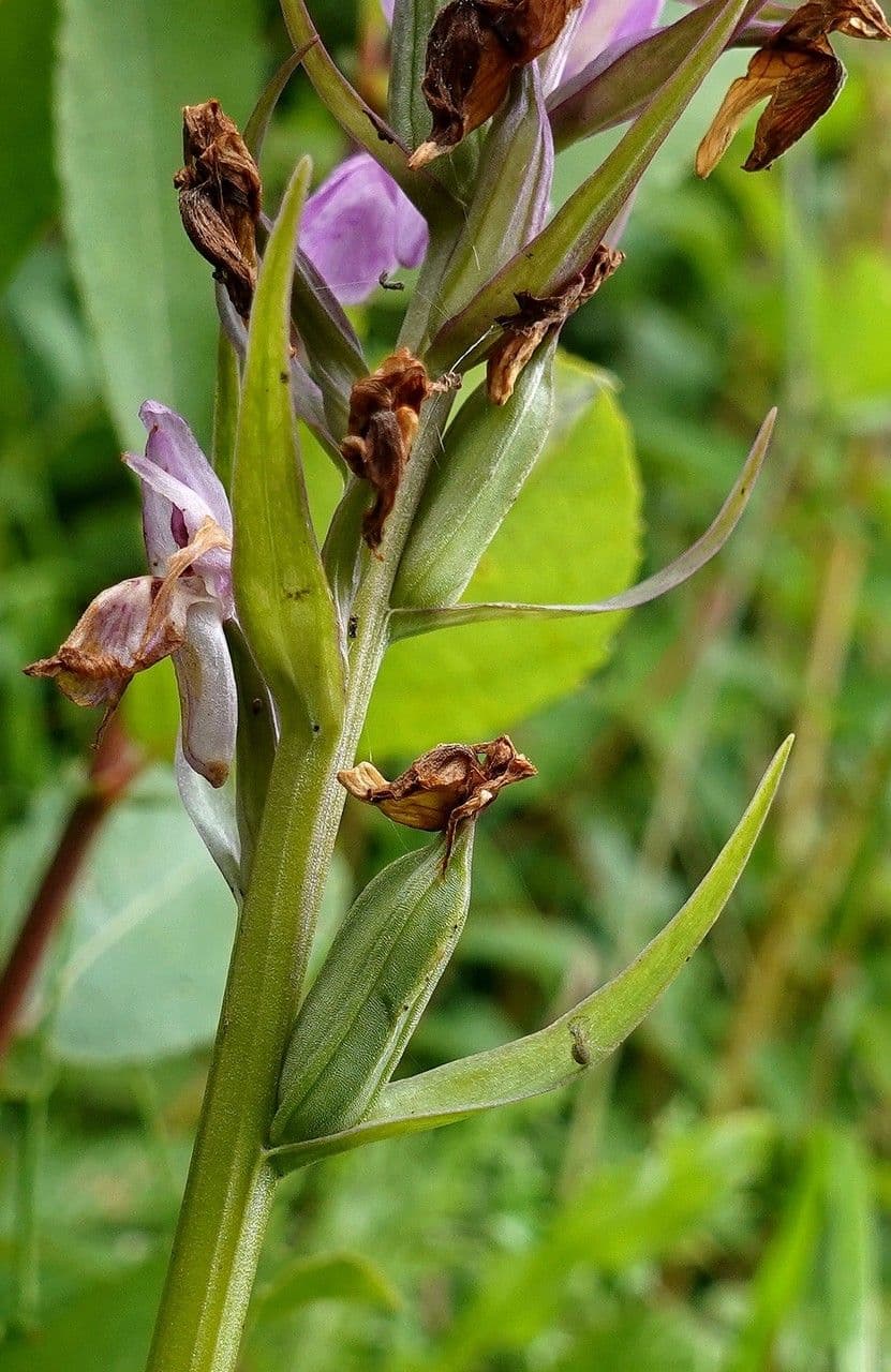 Orchis négligé 5