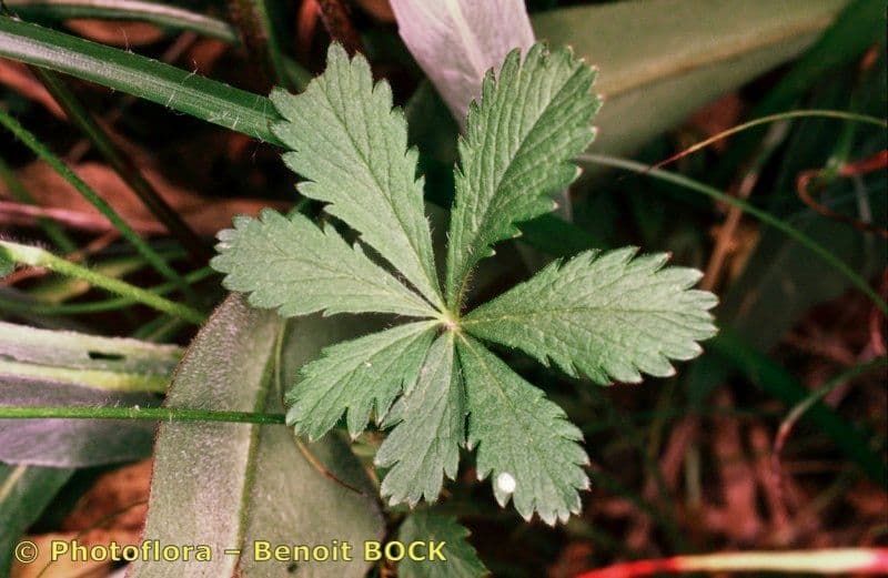 Potentilla eptafilla 13