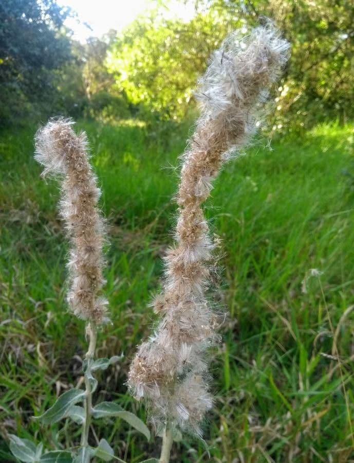 Pterocaulon en queue de renard