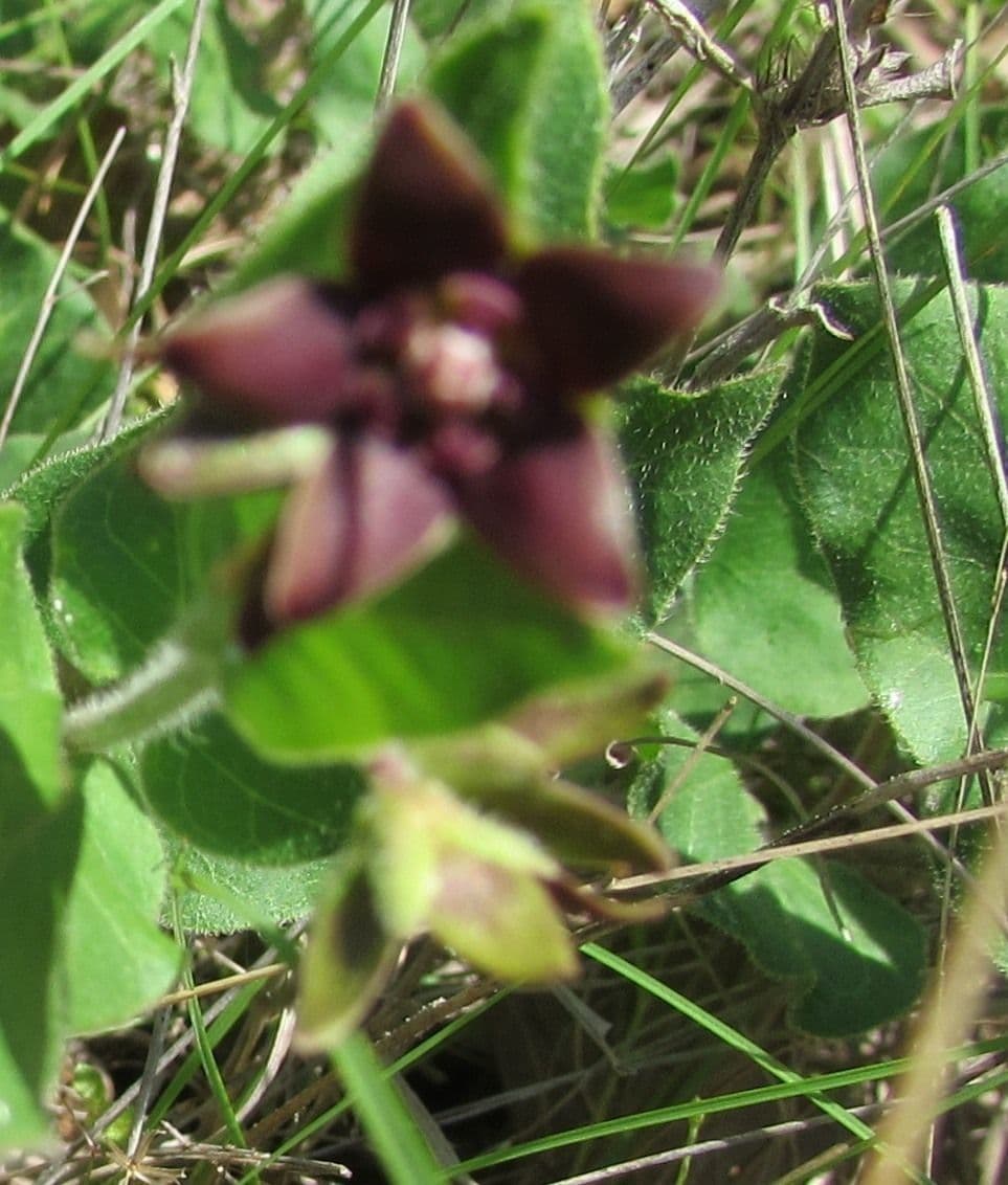 Matelea biflora 6