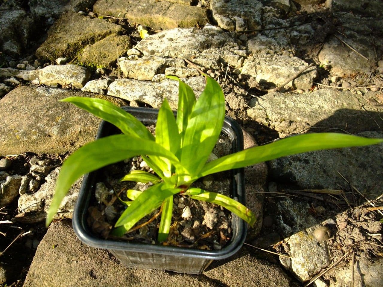 Plantainleaf sedge 7