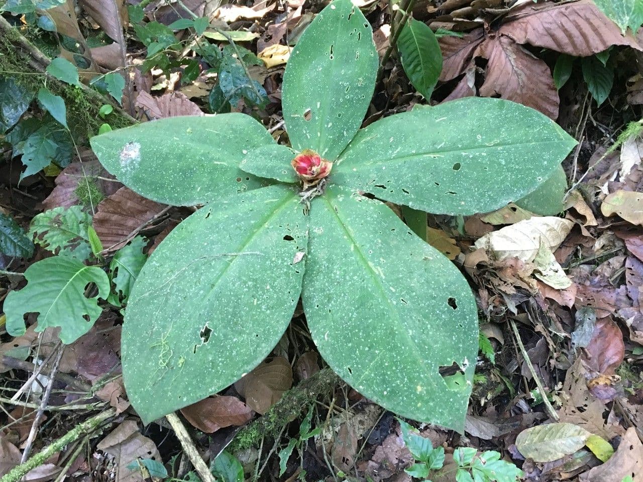 Costus 8