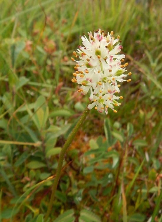 Asperula lepivá 4