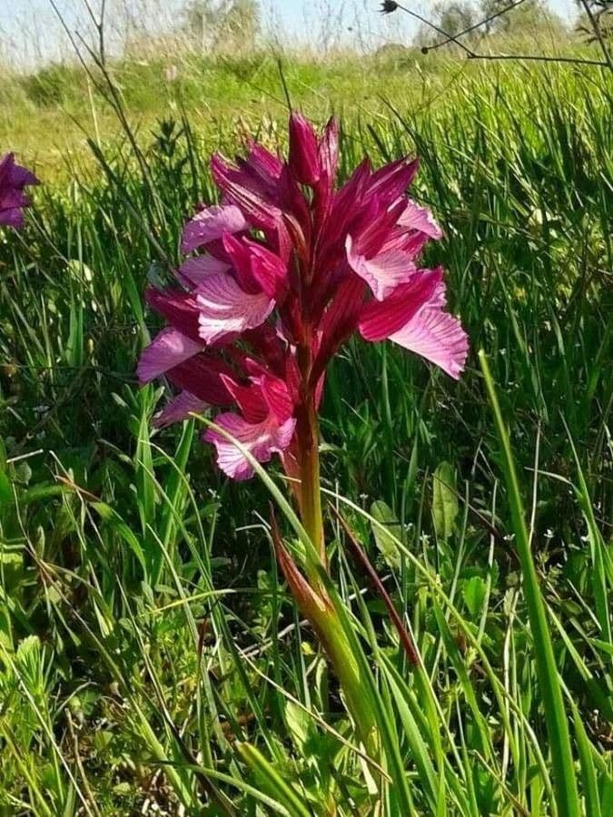 Orchis papillon 5
