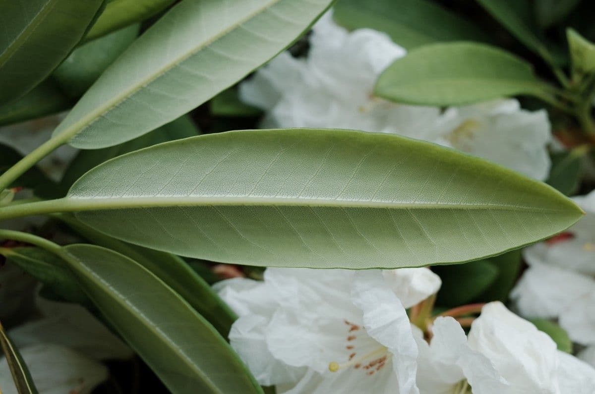 Rhododendron 13