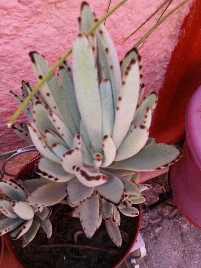 Pianta panda 20