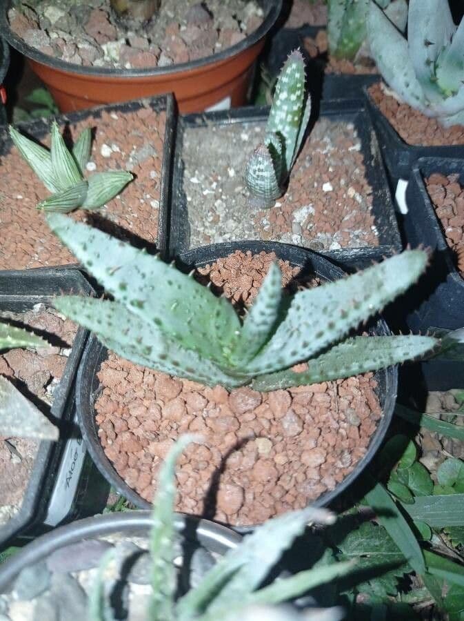 Aloe aculeata 7