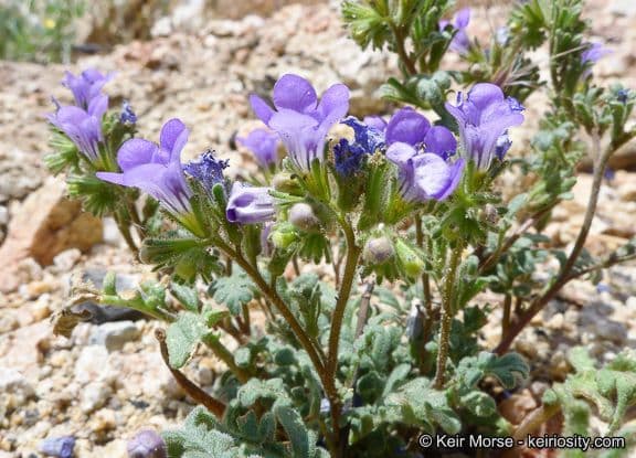 Fremonts Phacelia 7