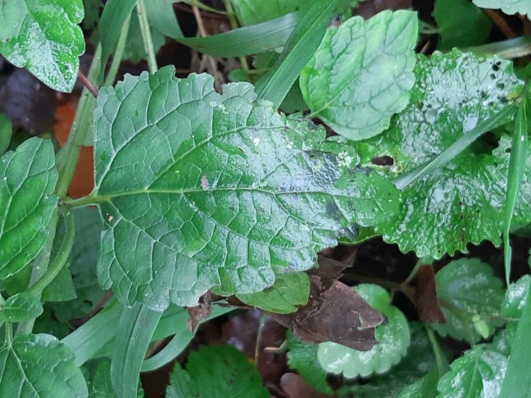 Tarczyca Columny 18