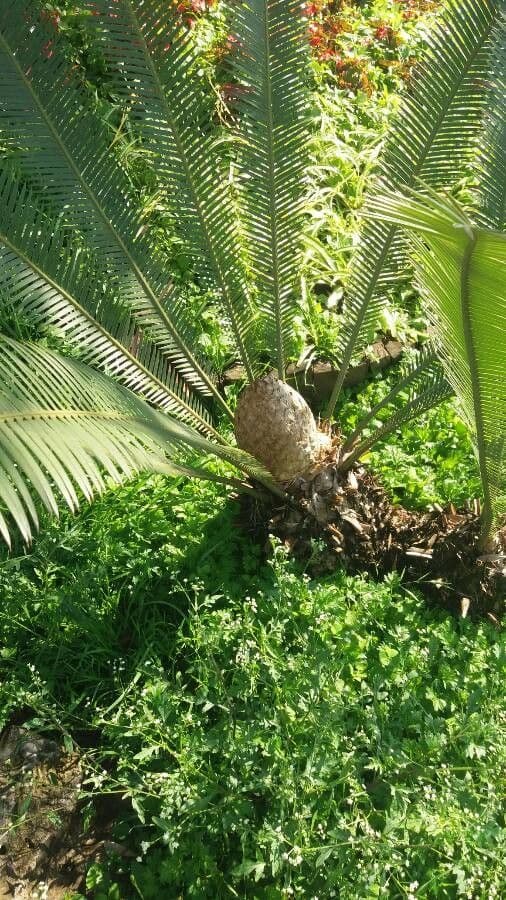 Dioon commestibile 11
