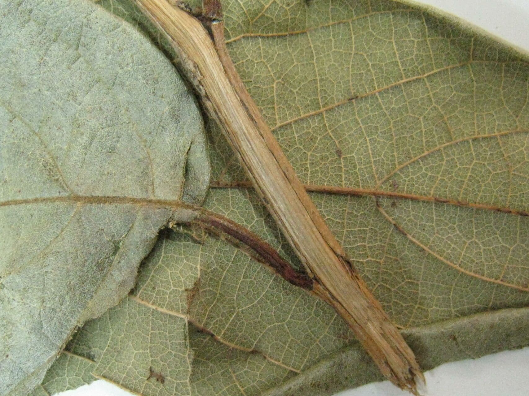 Cordia tetrandra 4