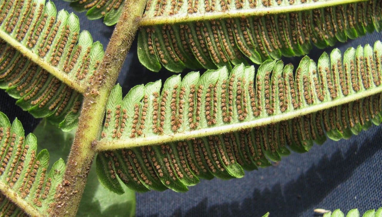 Thelypteris