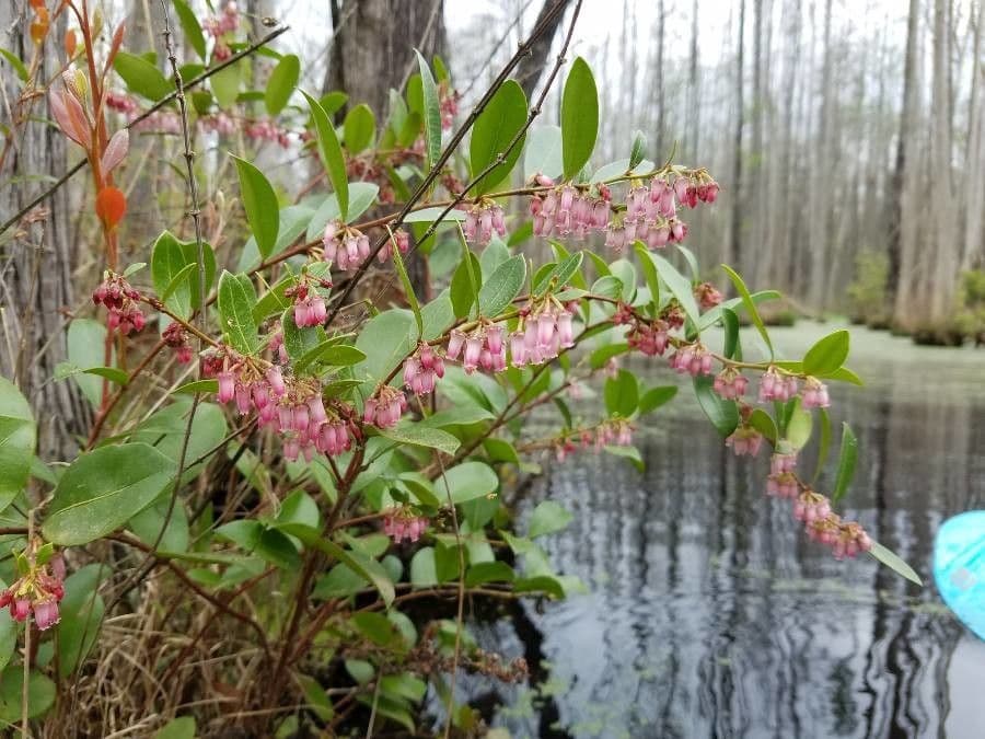 Lyonia lucida 5