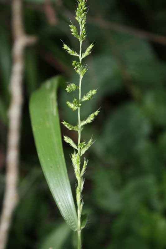 Setaria barbata 11
