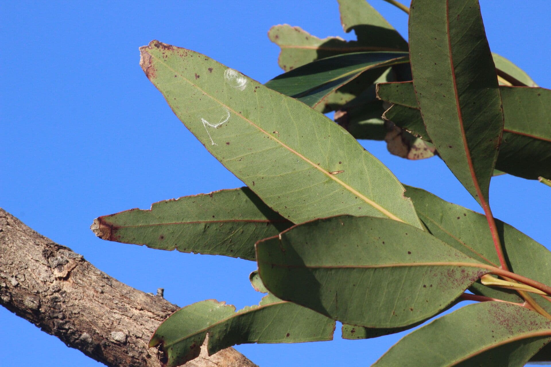 Robust-Eukalyptus 20