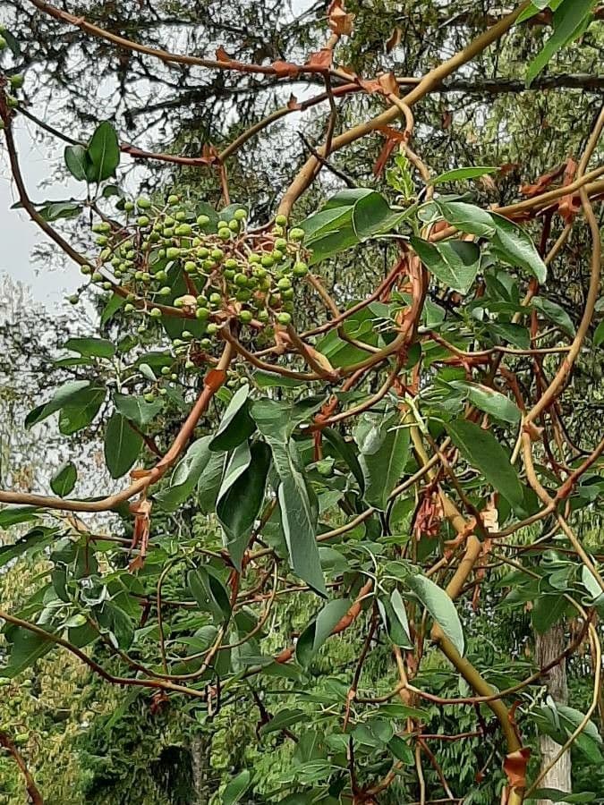 Arbutus menziesii 3